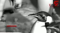 تلاش‌های بامزه پنگوئن‌ امپراطور برای نجات یک تخم + فیلم 