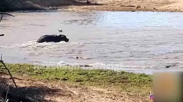  فیلم عجیب ترین صحنه شکار ! / کروکدیل آچمز شد !