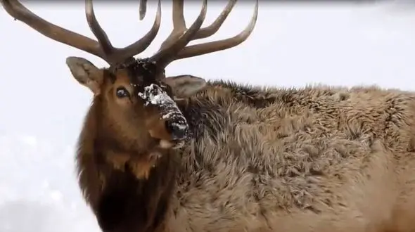 گله گرگ های گرسنه، گوزن نگون بخت را زنده زنده خوردند! + فیلم