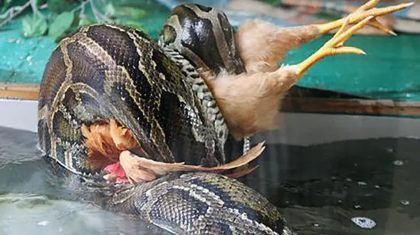 لحظه ترسناک حمله مار پیتون به یک مرغ ! / وحشت می کنید !