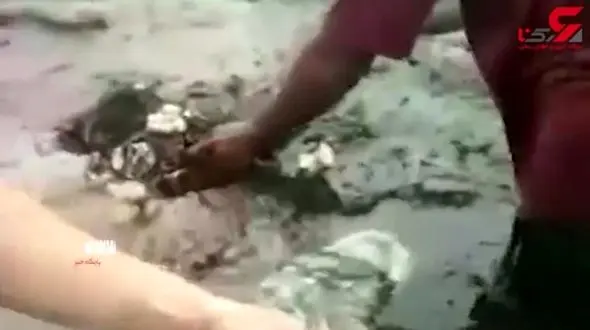 مرگ فجیع یک نهنگ + فیلم 