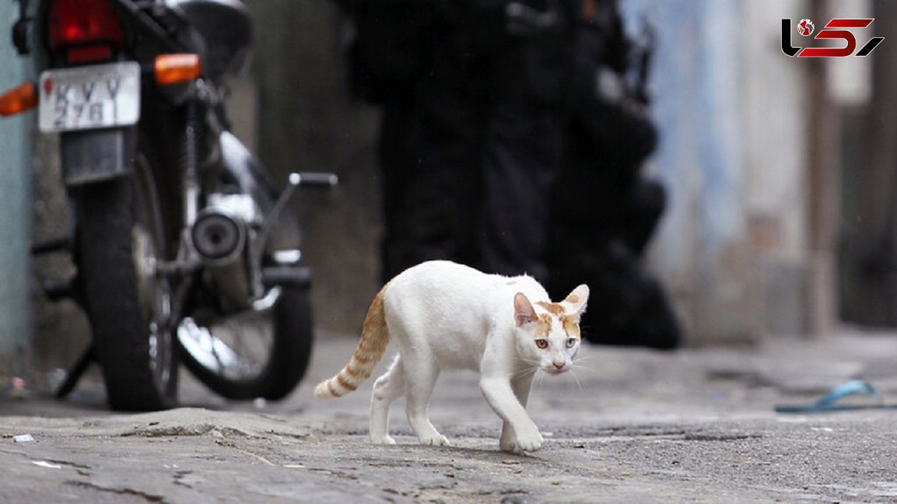 بازداشت گربه حامل موادمخدر به زندان + فیلم
