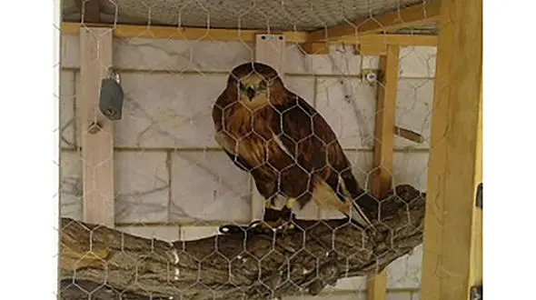 یک بهله پرنده شکاری در پلدختر کشف شد