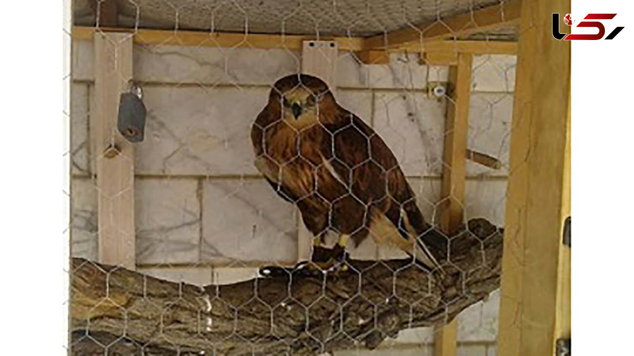 یک بهله پرنده شکاری در پلدختر کشف شد