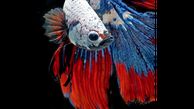 پرتره های شگفت انگیز و بی نظیر از ماهی های جنگجو و رنگی +عکس