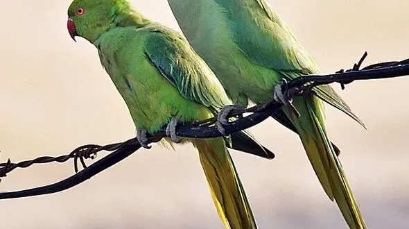 نبضِ طبیعت و نقاشیِ دوستی در هر فریم