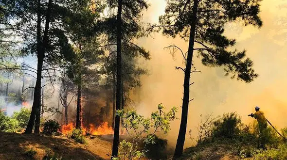 آتش در جنگل گلوگاه جولان می دهد / حریق ادامه دارد 