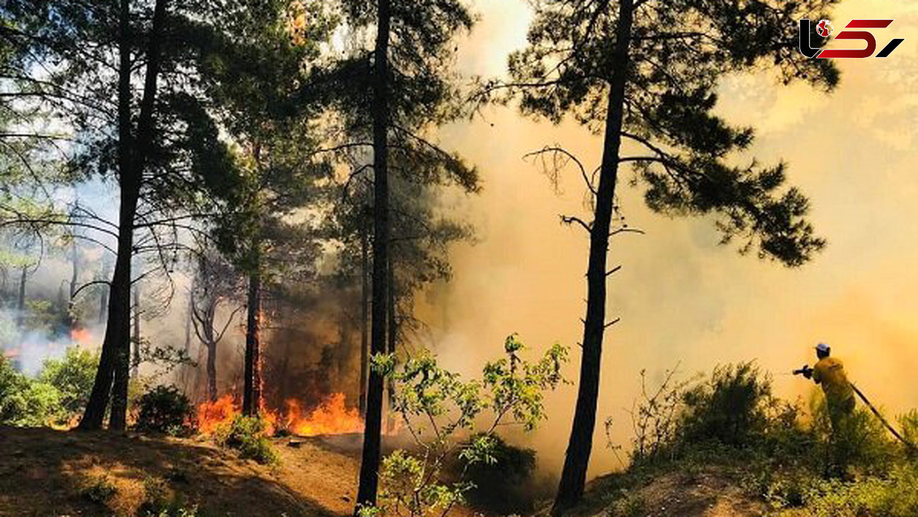 آتش در جنگل گلوگاه جولان می دهد / حریق ادامه دارد 