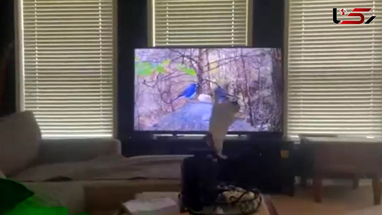 عاقبت گربه‌ای که قصد شکار پرندگان داخل تلویزیون را داشت! + فیلم