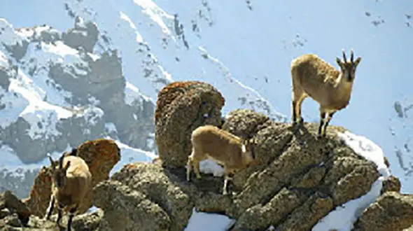 با حیوانات گرفتار در برف و سرما مهربان باشید 