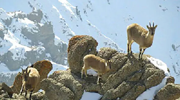 با حیوانات گرفتار در برف و سرما مهربان باشید 