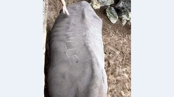 عکس / نوشتن یادگاری بر تن کرگدن! / وحشیانه ترین رفتار با یک حیوان