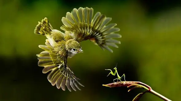 گلچینی از بهترین عکس های زیبا و شگفت انگیز حیات وحش