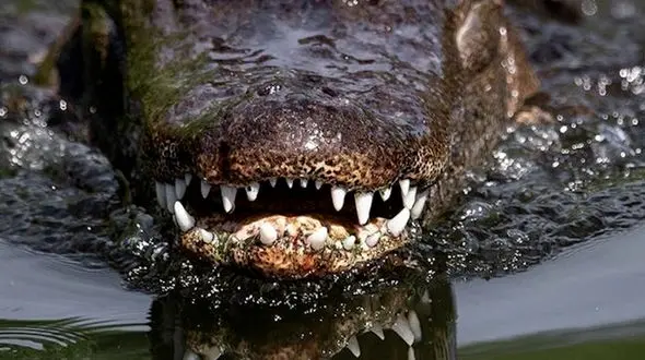 از عمق زلزله در ژاپن تا حمله تمساح به مرد جوان