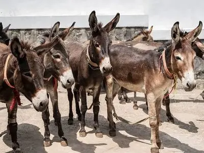 راز شوکه کننده اکسیر جوانی چین؛ حقیقت پشت کشتار 6 میلیون الاغ