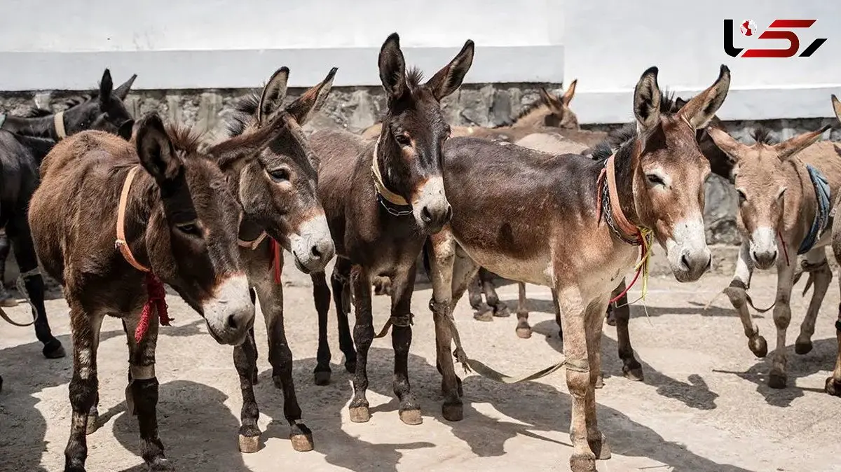 راز شوکه کننده اکسیر جوانی چین؛ حقیقت پشت کشتار 6 میلیون الاغ