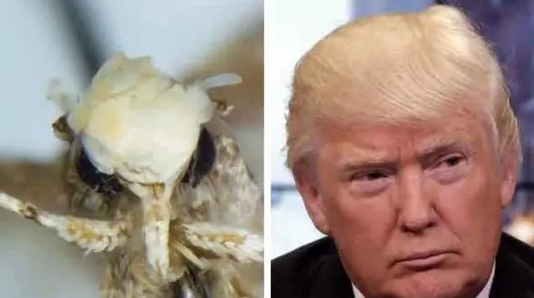 حشره ای که همزاد ترامپ است + تصاویر