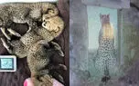 فراخوان ملی برای نامگذاری سه یوز "ایران" برگزار می شود + فیلم جدید از سه توله یوزپلنگ ماده ایرانی