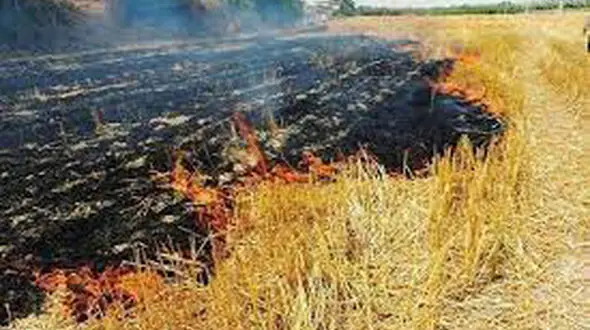 فیلم آتش گرفتن مزرعه ۳ هکتاری گندم روستای اسلام آباد 