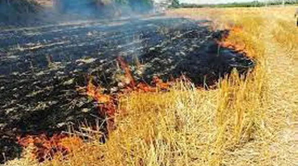 فیلم آتش گرفتن مزرعه ۳ هکتاری گندم روستای اسلام آباد 