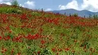 دو چهره از زیبایی ایران وصف ناپذیر