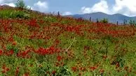 دو چهره از زیبایی ایران وصف ناپذیر