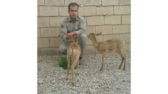 نجات دو بره میش وحشی توسط چوپان جوینی