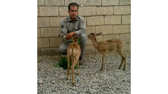 نجات دو بره میش وحشی توسط چوپان جوینی