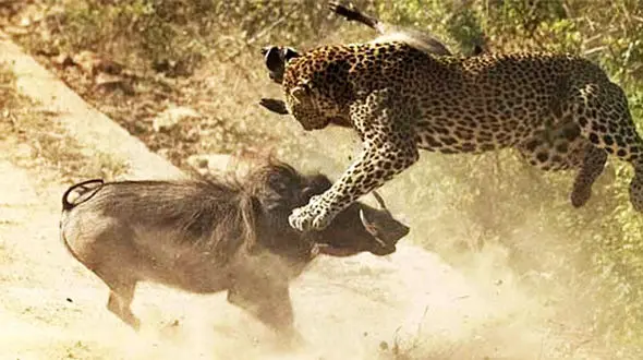 تنبل ترین پلنگ را ببینید! + فیلم