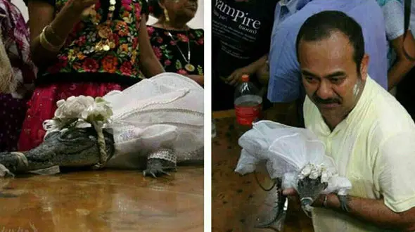 ازدواج وحشتناک شهردار مکزیک + عکس کروکودیل در لباس عروس