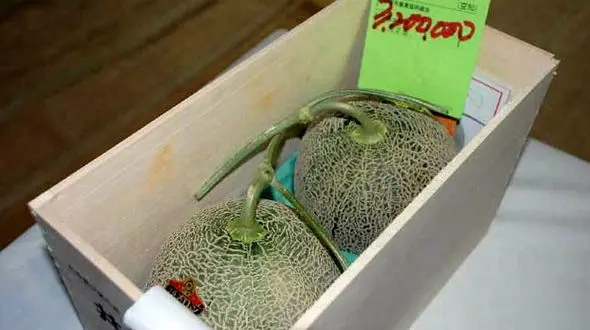 مزایده میلیونی دو خربزه!+عکس