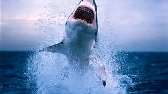 کوسه جنوب/ نگاهی به زندگی و مخاطرات یک گونه جانوری در خلیج فارس
