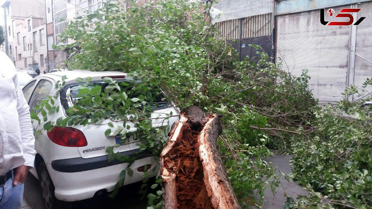 مراقب شکستن درختان و سقوط اجسام باشید