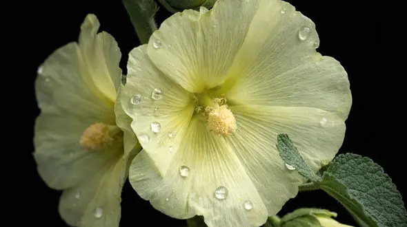 فال روزانه 13 بهمن 