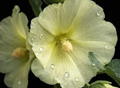 فال روزانه 13 بهمن 