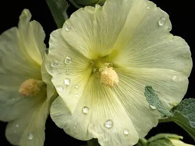 فال روزانه 13 بهمن 