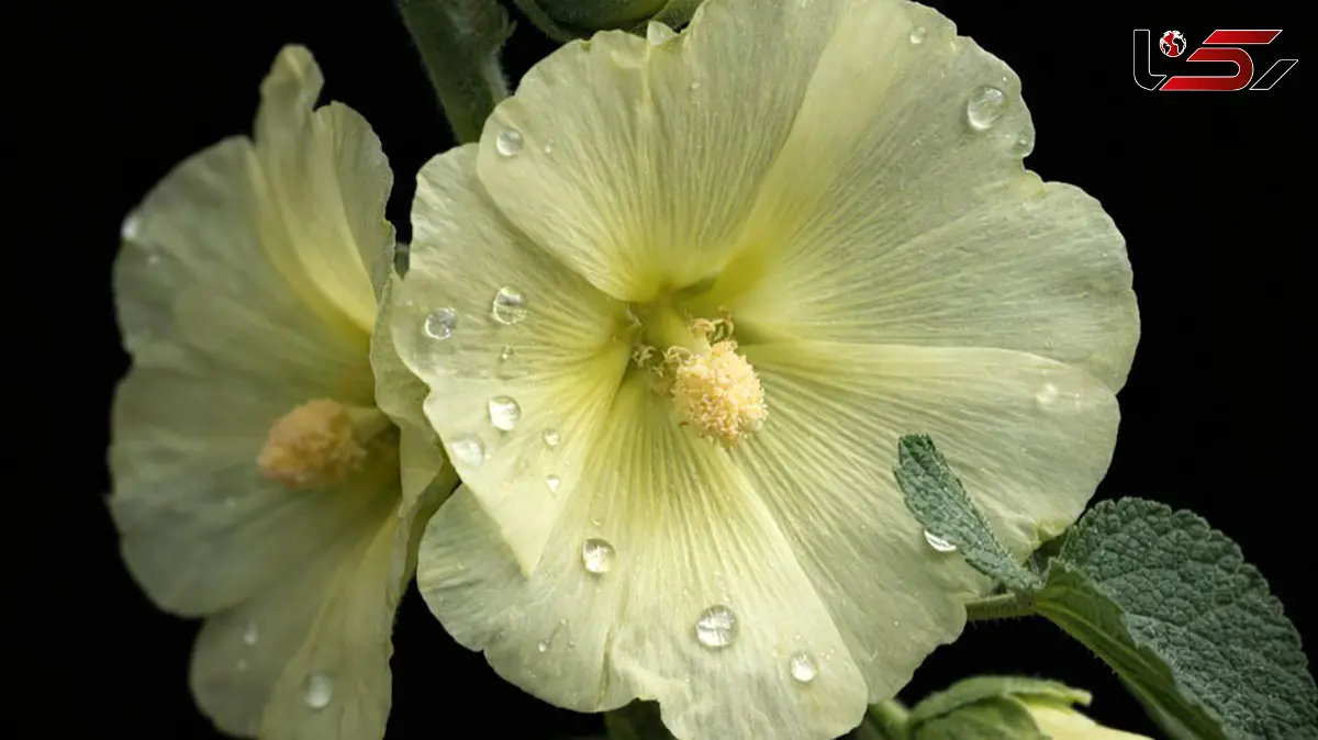 فال روزانه 13 بهمن 