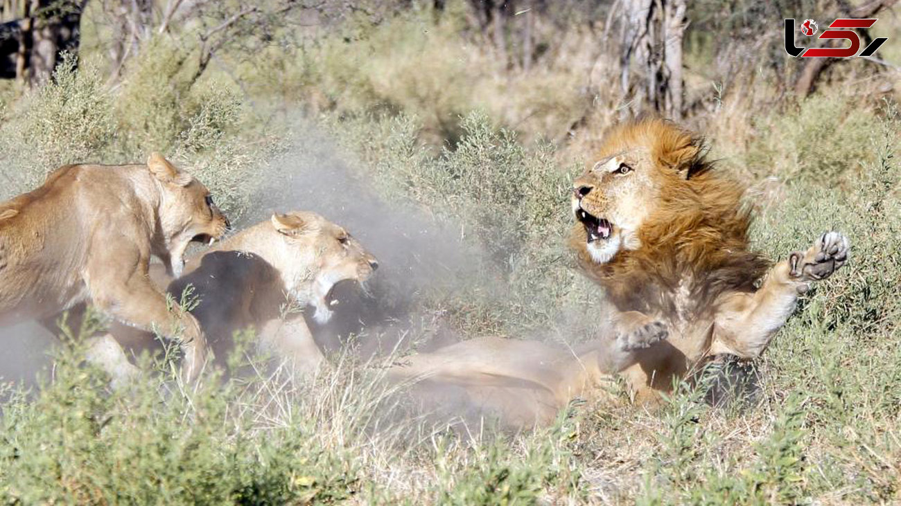 حمله شیرهای ماده به سلطان جنگل +عکس های جالب 