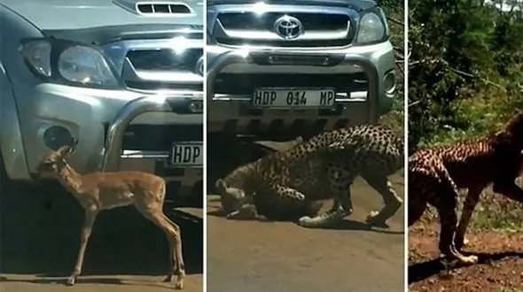 تلاش بچه آهو برای فرار از چنگ یوزپلنگ گرسنه+فیلم و عکس 