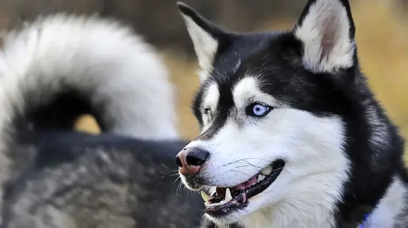 اخم سگ‌ها بیانگر چیست؟