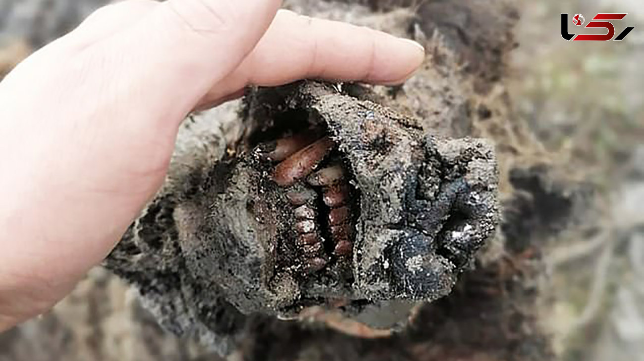 کشف لاشه خرس ۳۹ هزار ساله در سیبری + عکس