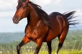دو چهره از حیات وحش