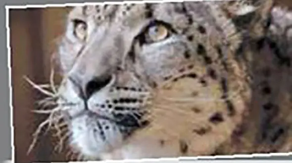 کشتن پلنگ برفی با شلیک گلوله