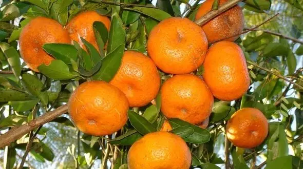 نارنگی موجب آلرژی می شود