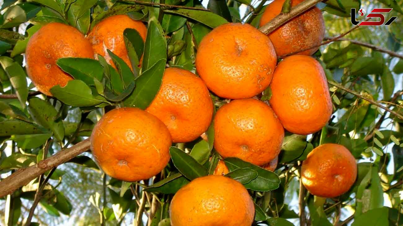 نارنگی موجب آلرژی می شود