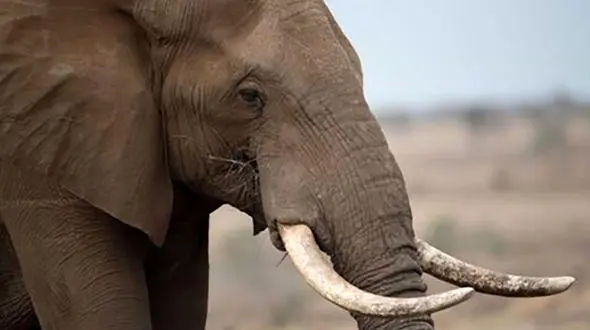 عشق عجیب و غریب یک فیل به عروس خانم / او مرگ را به چشم دید !