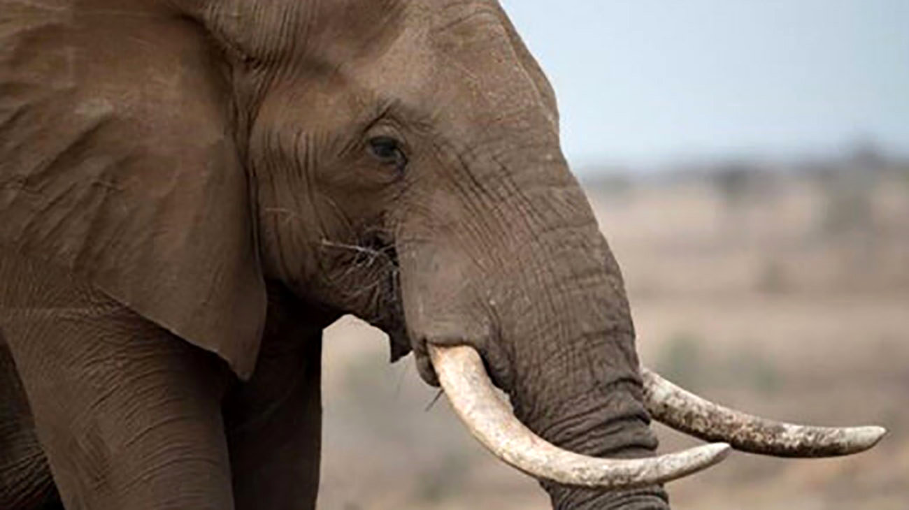 وحشتناک ترین مرگ یک مرد توسط فیل آزار دیده در گرما ! / سرنوشت باور نکردنی