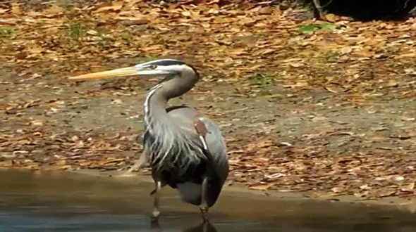فیلم بلعیدن زنده زنده جوجه اردک توسط مرغ ماهی خوار