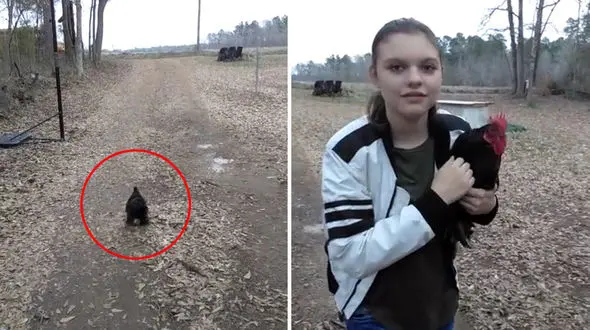 وفاداری عجیب یک خروس به دختر جوان + فیلم و عکس