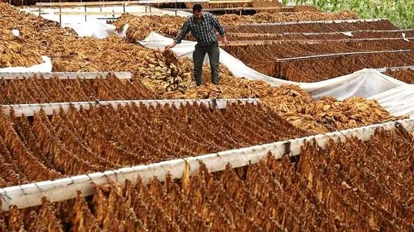 تنباکو هر ۴ ثانیه یک نفر را می کشد!